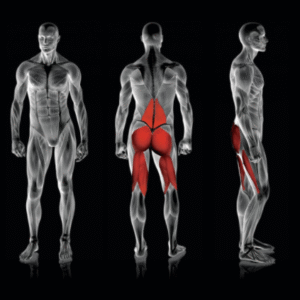 Rogers Pendulum Reverse Glute Ham