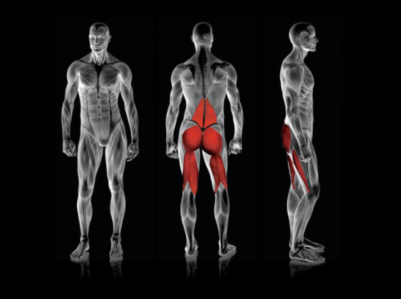 Rogers Pendulum Reverse Glute Ham